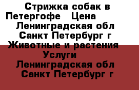 Стрижка собак в Петергофе › Цена ­ 1 000 - Ленинградская обл., Санкт-Петербург г. Животные и растения » Услуги   . Ленинградская обл.,Санкт-Петербург г.